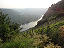 E 130 River Moselle and vineyards